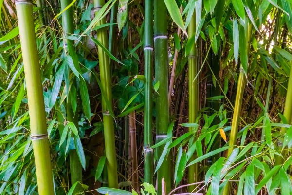 Cost of Bamboo Trimming in West Des Moines