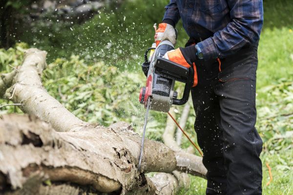 Cost of Branch Removal Service in West Des Moines