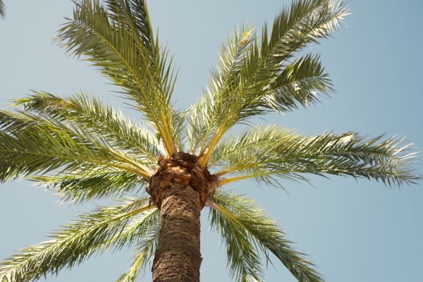 Palm Tree Pruning in West Des Moines