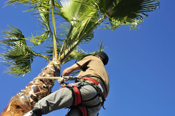 Palm Tree Trimming in West Des Moines