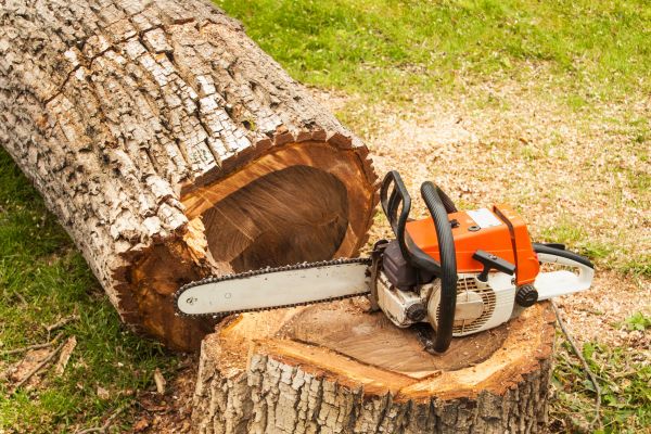 Tree Cutting Service in West Des Moines