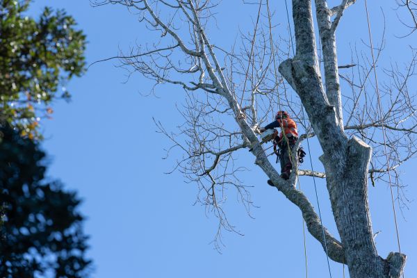 Cost of Tree Topping Service in West Des Moines