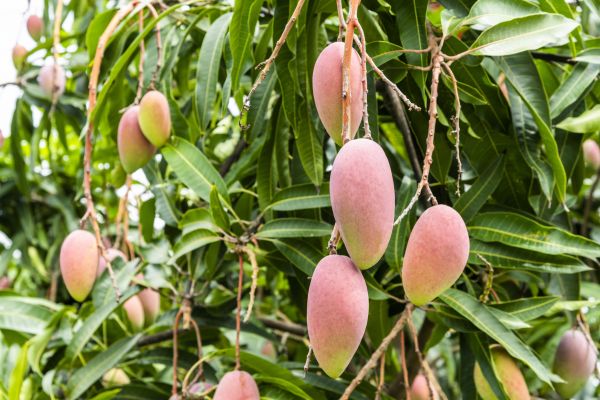Cost of Mango Tree Trimming in West Des Moines