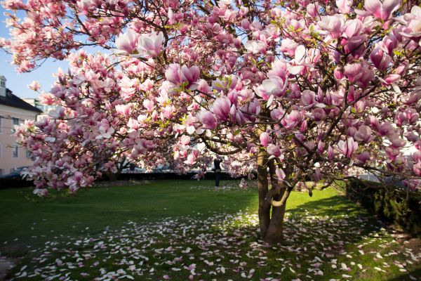 Cost of Ornamental Tree Pruning in West Des Moines