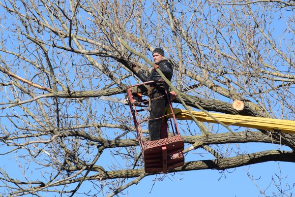 Cost of Emergency Tree Trimming in West Des Moines