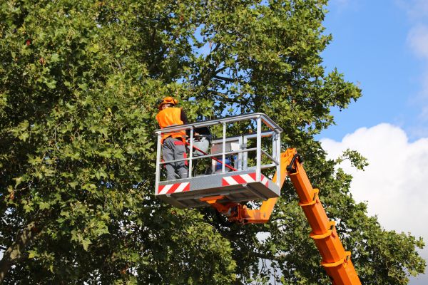 Commercial Tree Service in West Des Moines