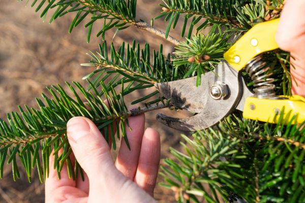 Pine Tree Pruning in West Des Moines