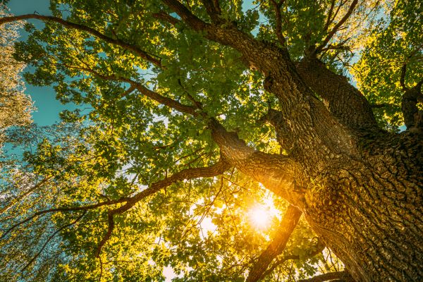 Oak Tree Pruning in West Des Moines