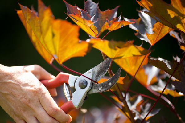 Maple Tree Pruning in West Des Moines