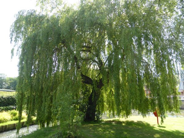 Cost of Willow Tree Trimming in West Des Moines