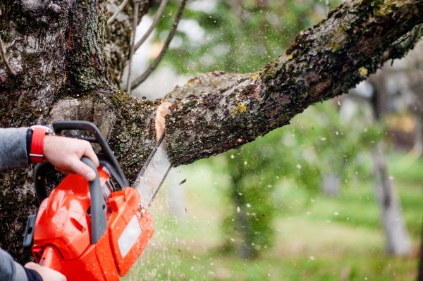 Tree Limbs Removal in West Des Moines