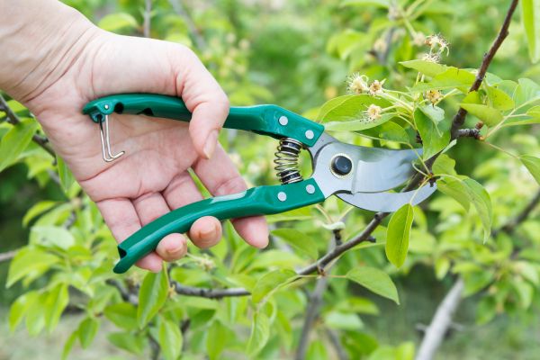 Pear Tree Pruning in West Des Moines