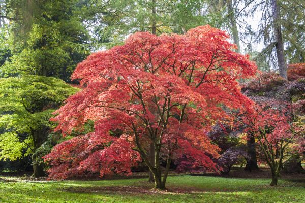 Japanese Maple Pruning in West Des Moines