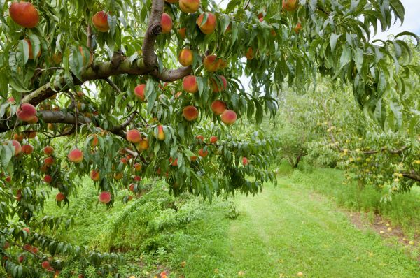 Peach Tree Pruning in West Des Moines