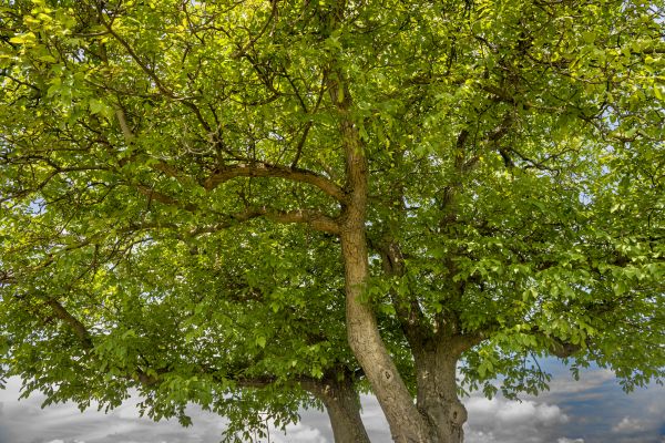 Cost of Walnut Tree Trimming in West Des Moines