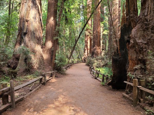Cost of Redwood Tree Pruning in West Des Moines