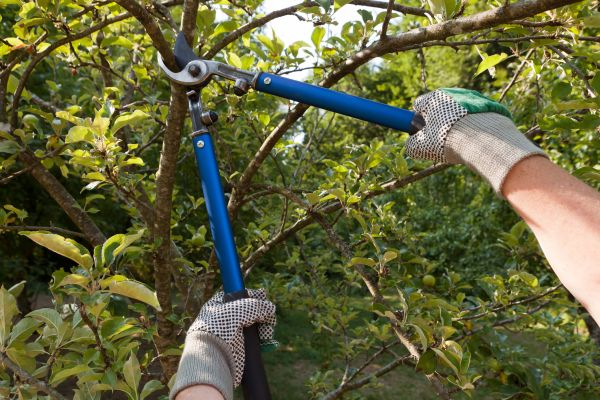 Cost of Residential Tree Pruning in West Des Moines