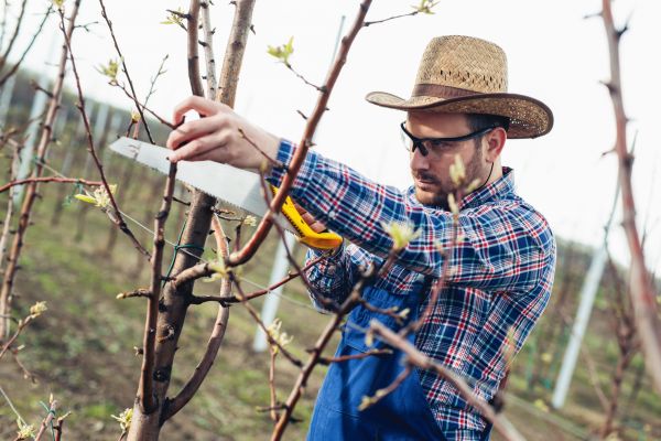 Cost of Orchard Tree Pruning in West Des Moines