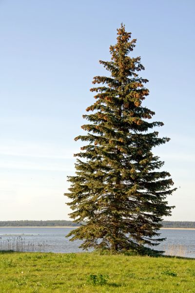 Cost of Spruce Tree Pruning in West Des Moines