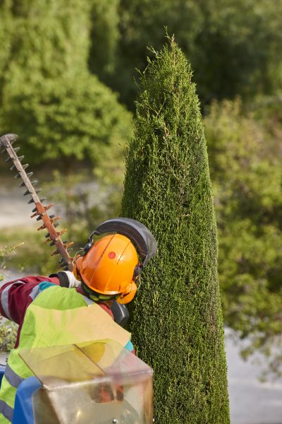 Cost of Cypress Tree Trimming in West Des Moines