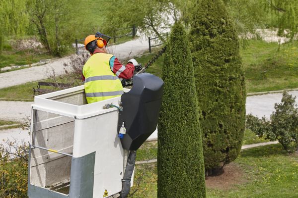 Cost of Cypress Tree Pruning in West Des Moines