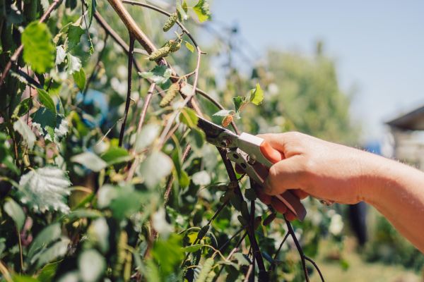 Cost of Birch Tree Pruning in West Des Moines