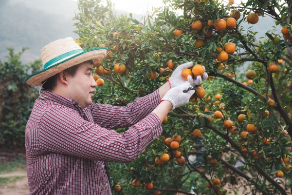 Cost of Orange Tree Pruning in West Des Moines