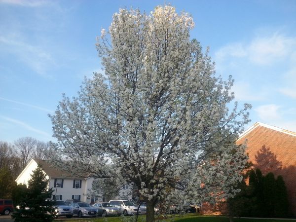 Cost of Bradford Pear Tree Pruning in West Des Moines