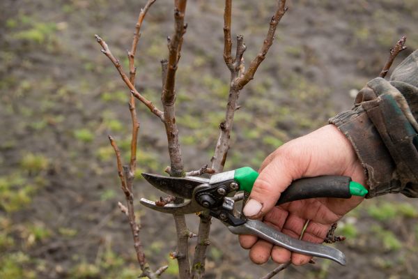 Pear Trees Pruning in West Des Moines