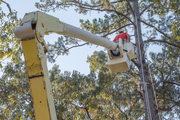 Cost of Limbs Trimming in West Des Moines