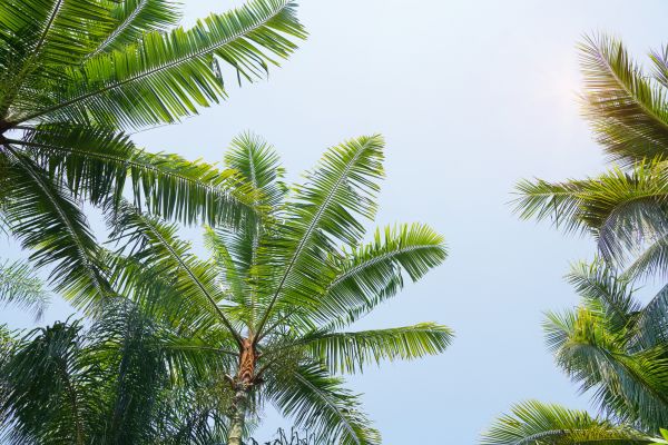Cost of Queen Palm Tree Trimming in West Des Moines