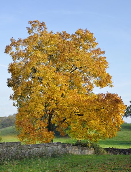 Cost of Hickory Tree Trimming in West Des Moines