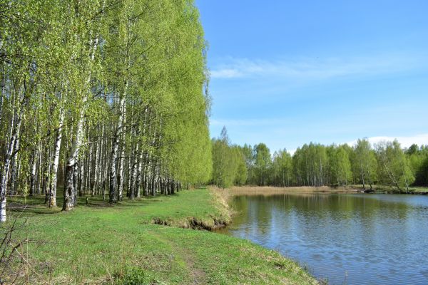 Cost of River Birch Pruning in West Des Moines