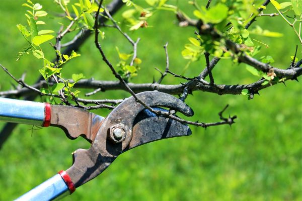 Cost of Branches Pruning in West Des Moines
