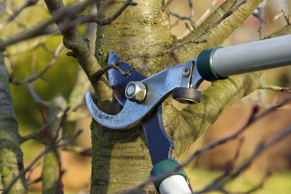 Cost of Tree Limb Trimming Service in West Des Moines