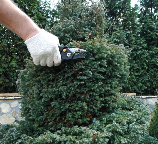 Cost of Ornamental Tree Trimming in West Des Moines