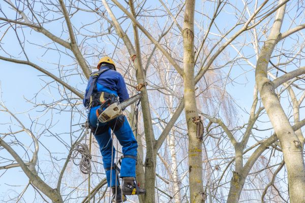 Cost of Large Tree Trimming in West Des Moines