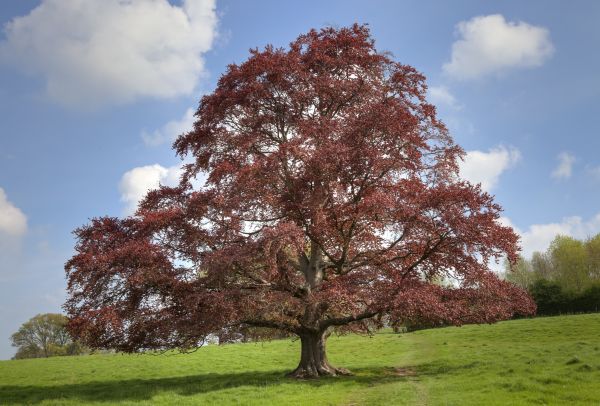 Cost of Beech Tree Pruning in West Des Moines