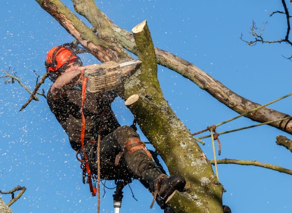 Tree Trimming Service in West Des Moines
