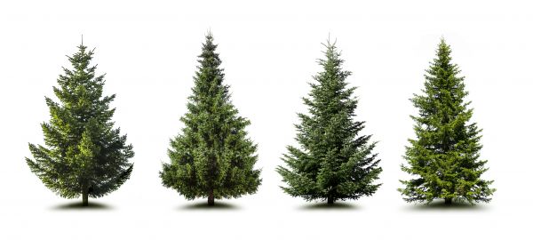 Cost of Pine Tree Trimming in West Des Moines