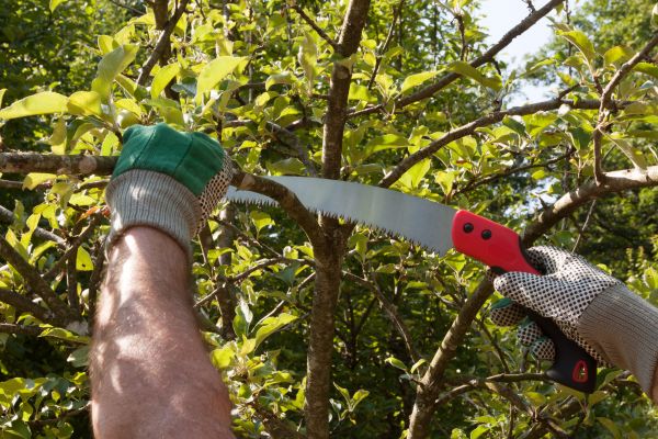 Apple Tree Trimming in West Des Moines