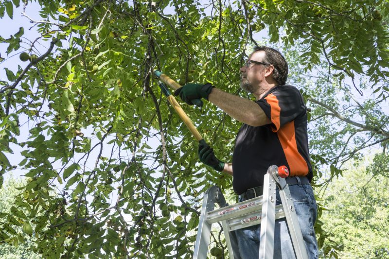 The Importance Of Regular Tree Trimming For Property Safety