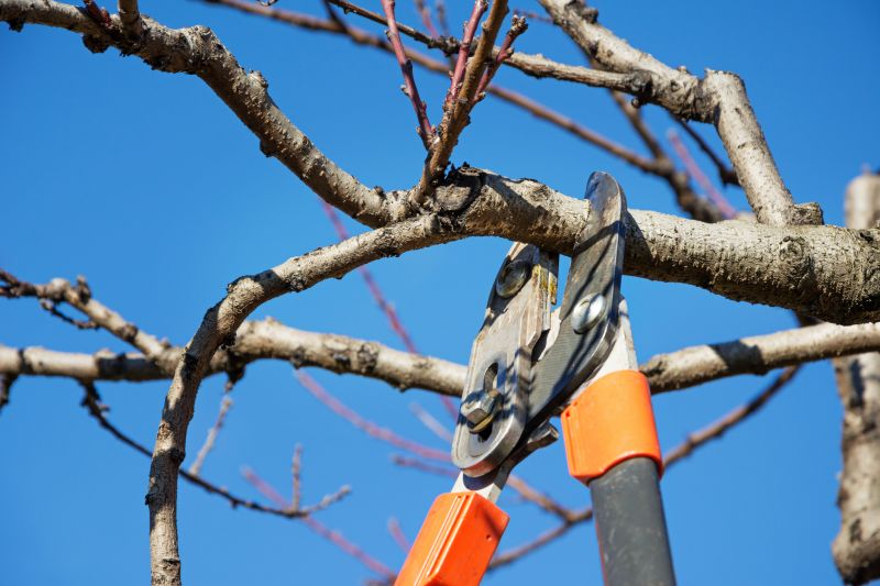 Tree Pruning Process