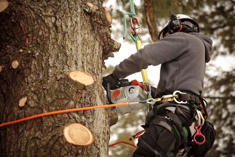 Arborist with Tree Climber