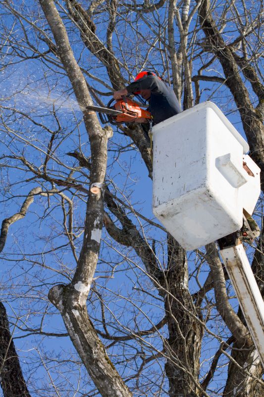 Holiday Season Tree Maintenance
