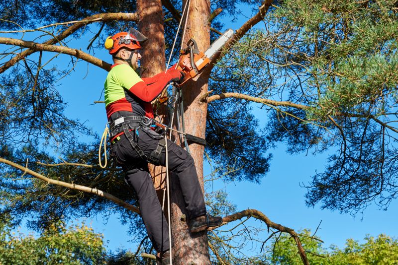 Safety in Tree Maintenance